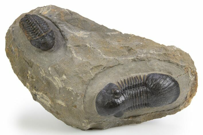 Paralejurus Trilobite With Reedops - Atchana, Morocco #300610